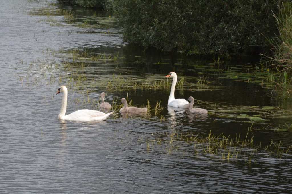DSC_6109Mittel_.JPG